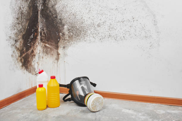 Best Mold Damage Repair  in Foothill Farms, CA