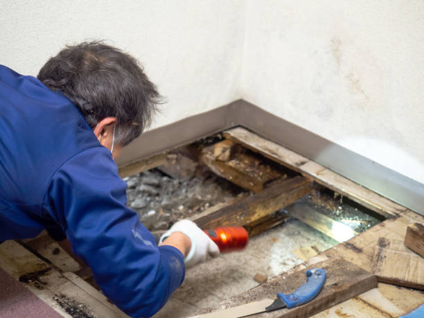 Mold Testing and Removal in Foothill Farms, CA