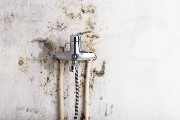 Best Mold Remediation  in Foothill Farms, CA