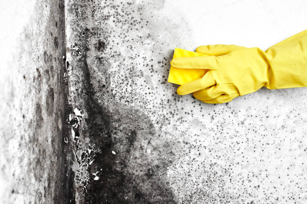 Best Professional Mold Removal  in Foothill Farms, CA