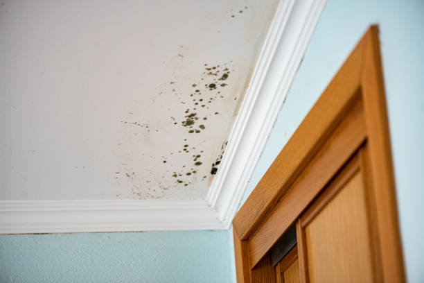 Best Attic Mold Removal  in Foothill Farms, CA