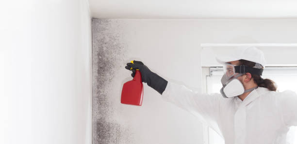 Best Local Mold Removal Service  in Foothill Farms, CA