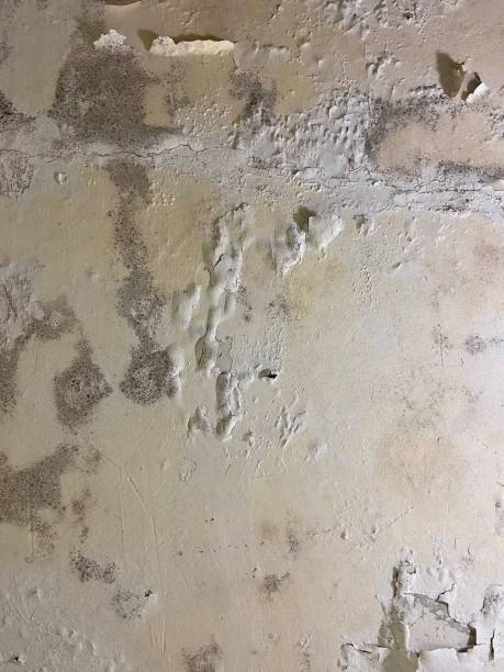 Best Commercial Mold Removal  in Foothill Farms, CA