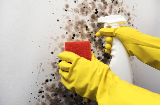 Best Best Mold Removal Companies  in Foothill Farms, CA