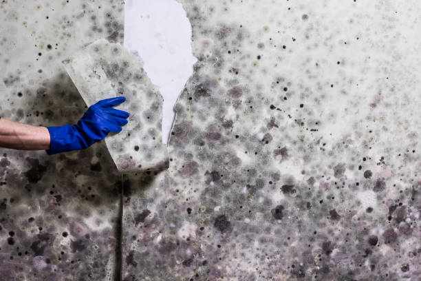 Best Black Mold Removal  in Foothill Farms, CA