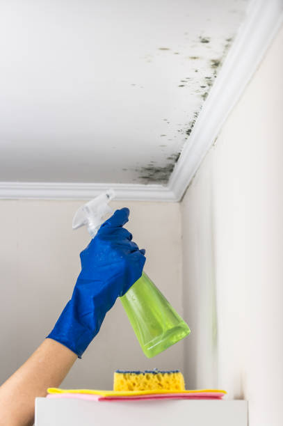 Professional Mold Removal in Foothill Farms, CA