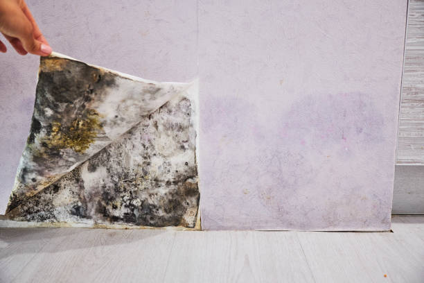 Best Commercial Mold Removal  in Foothill Farms, CA